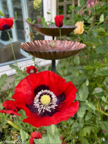 poppy