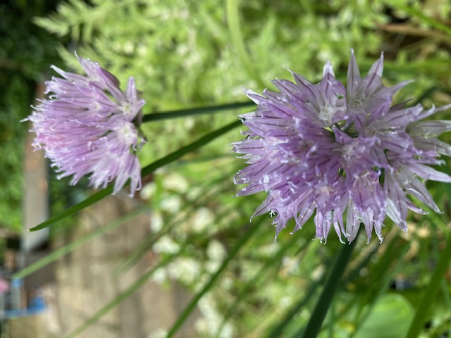 flower4