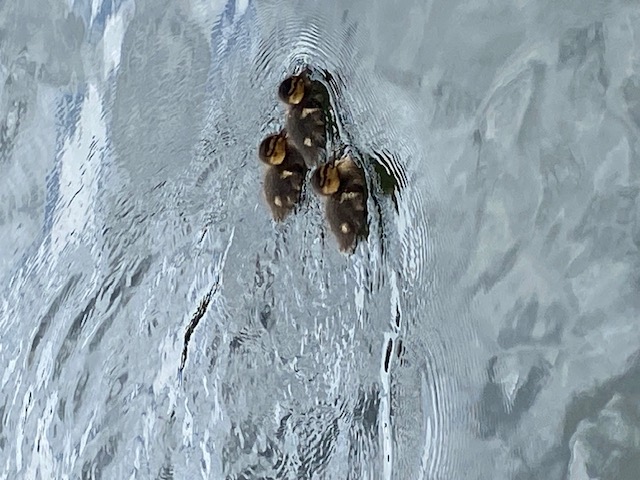 ducklings