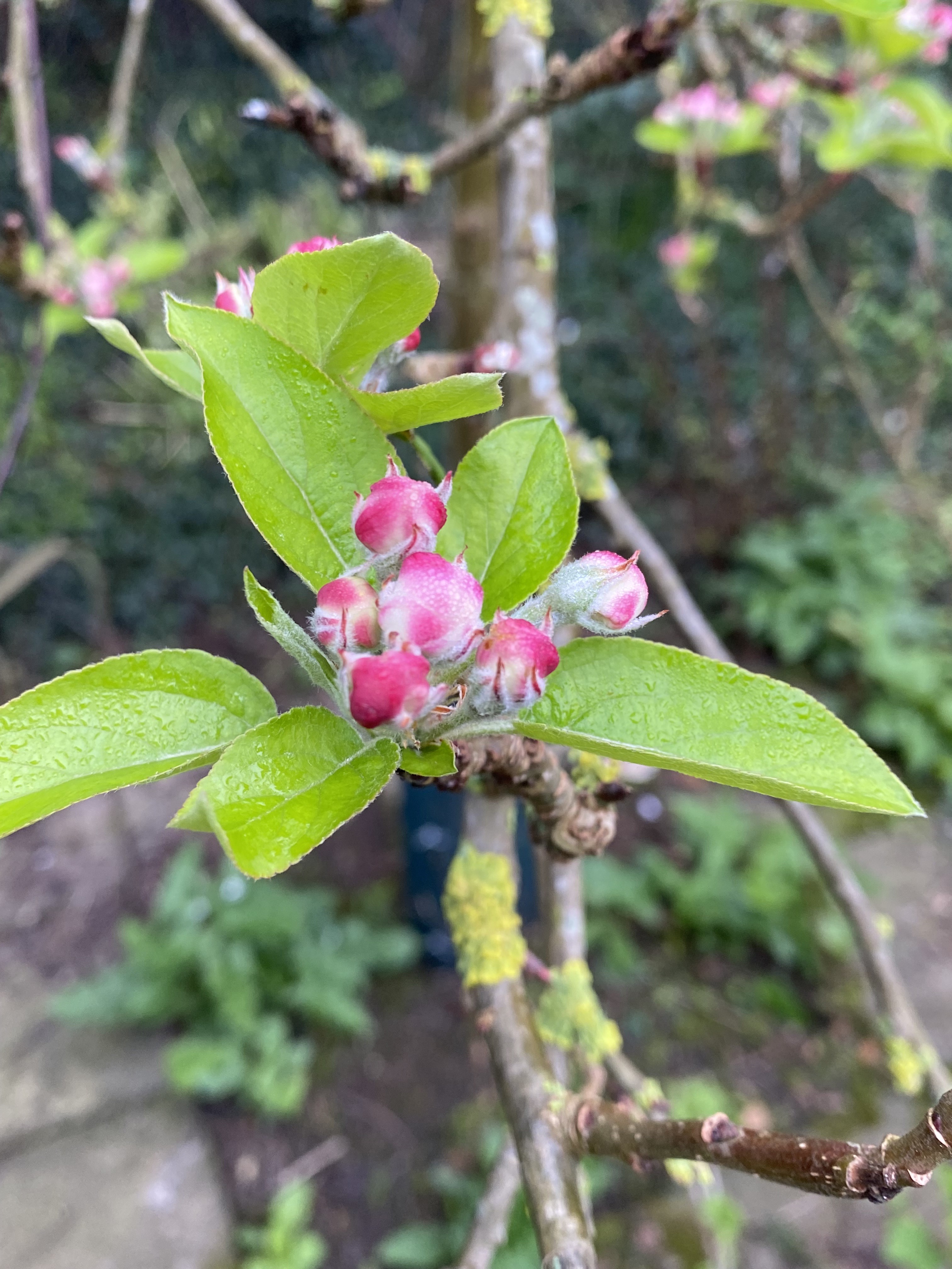 appleblossom appleblossom