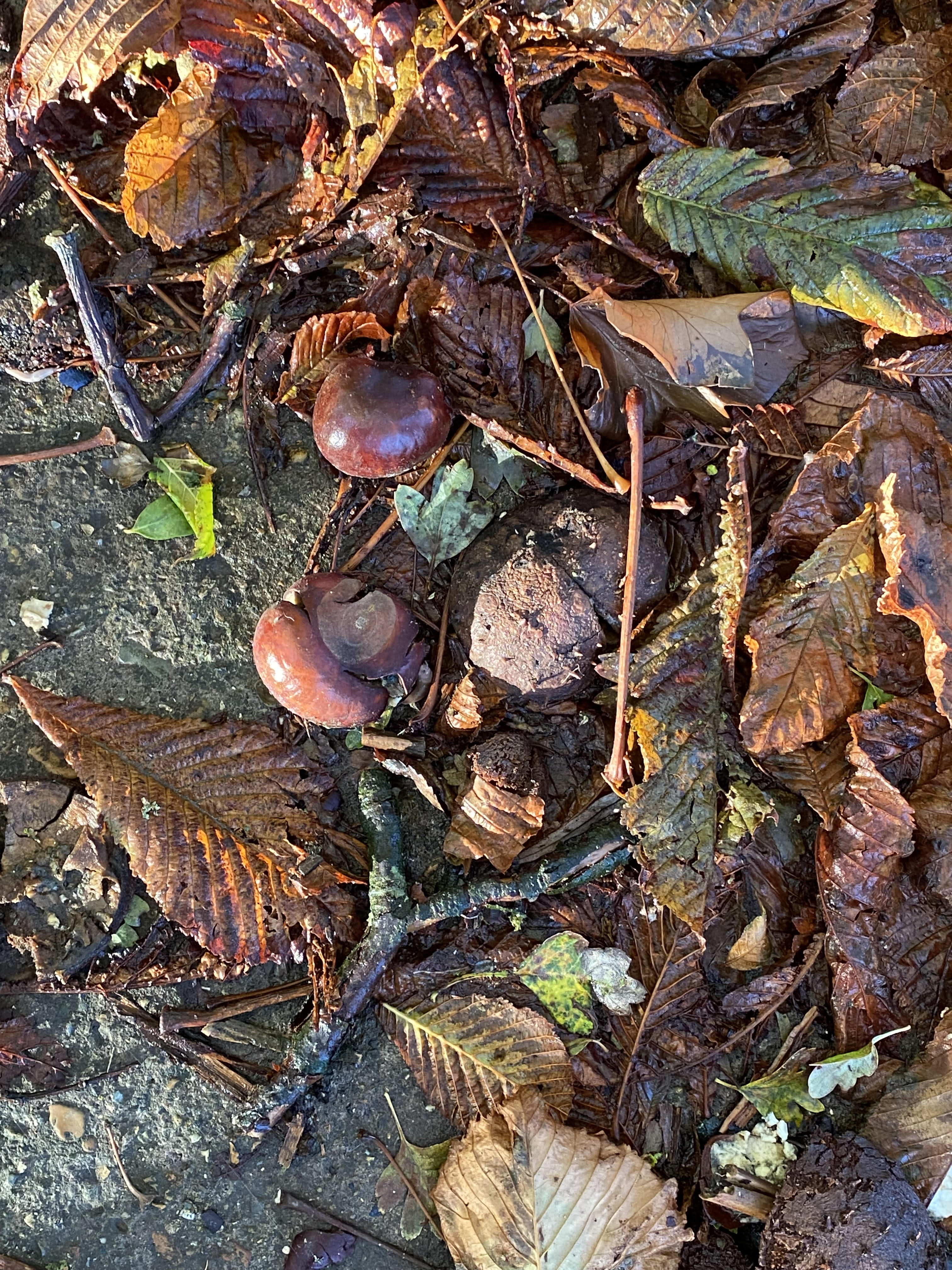 chestnutsleaves chestnutsleaves