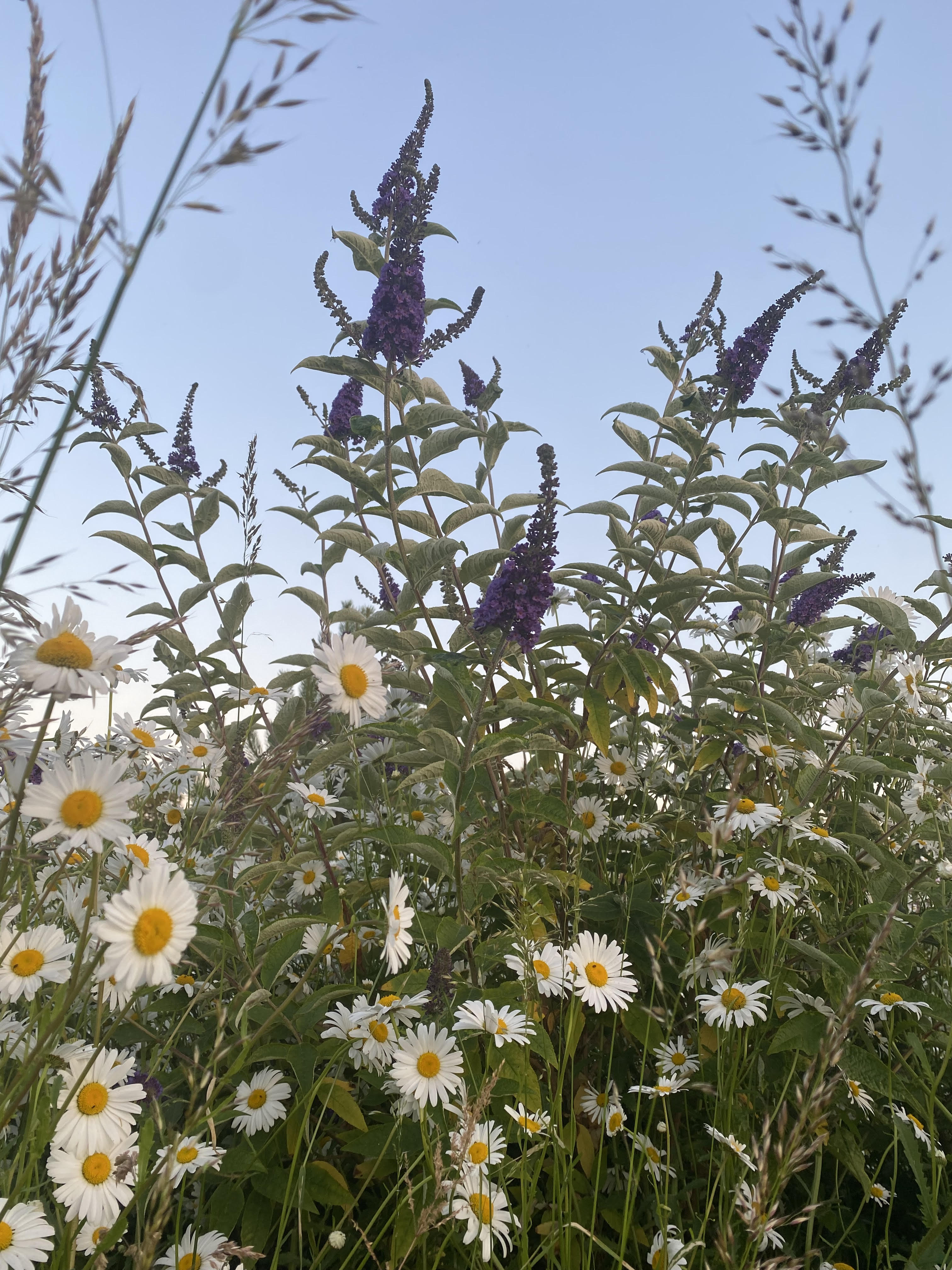 daisies and budleia daisies and budleia