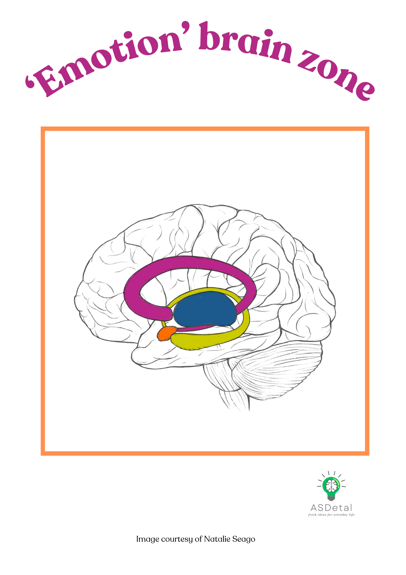 emotion brain zones