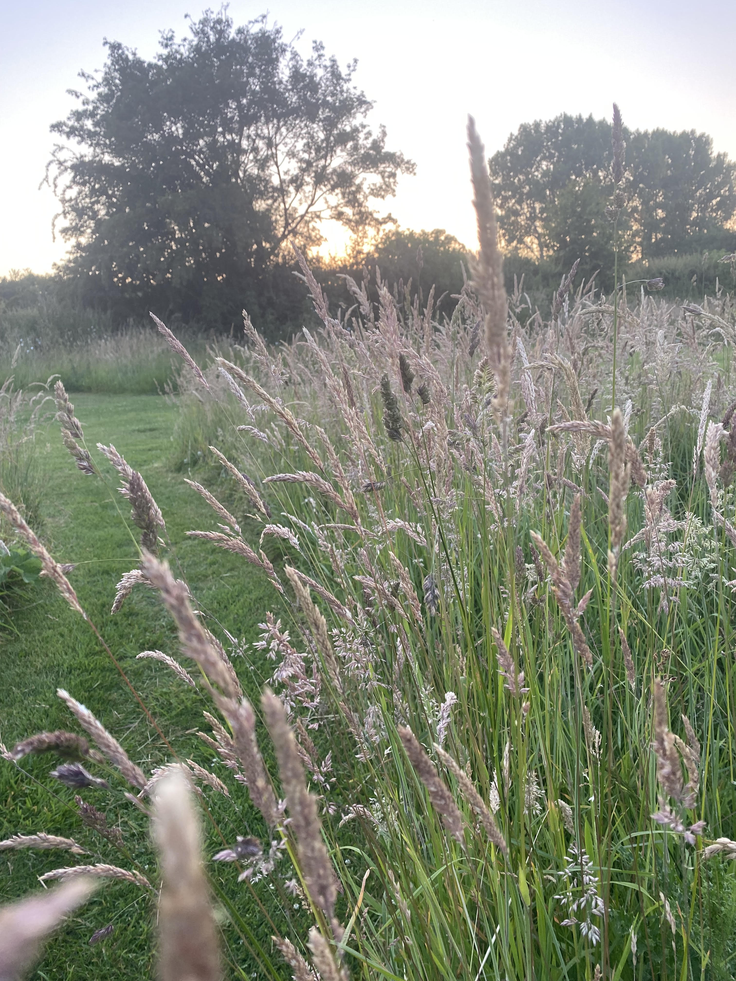 grassy sunset