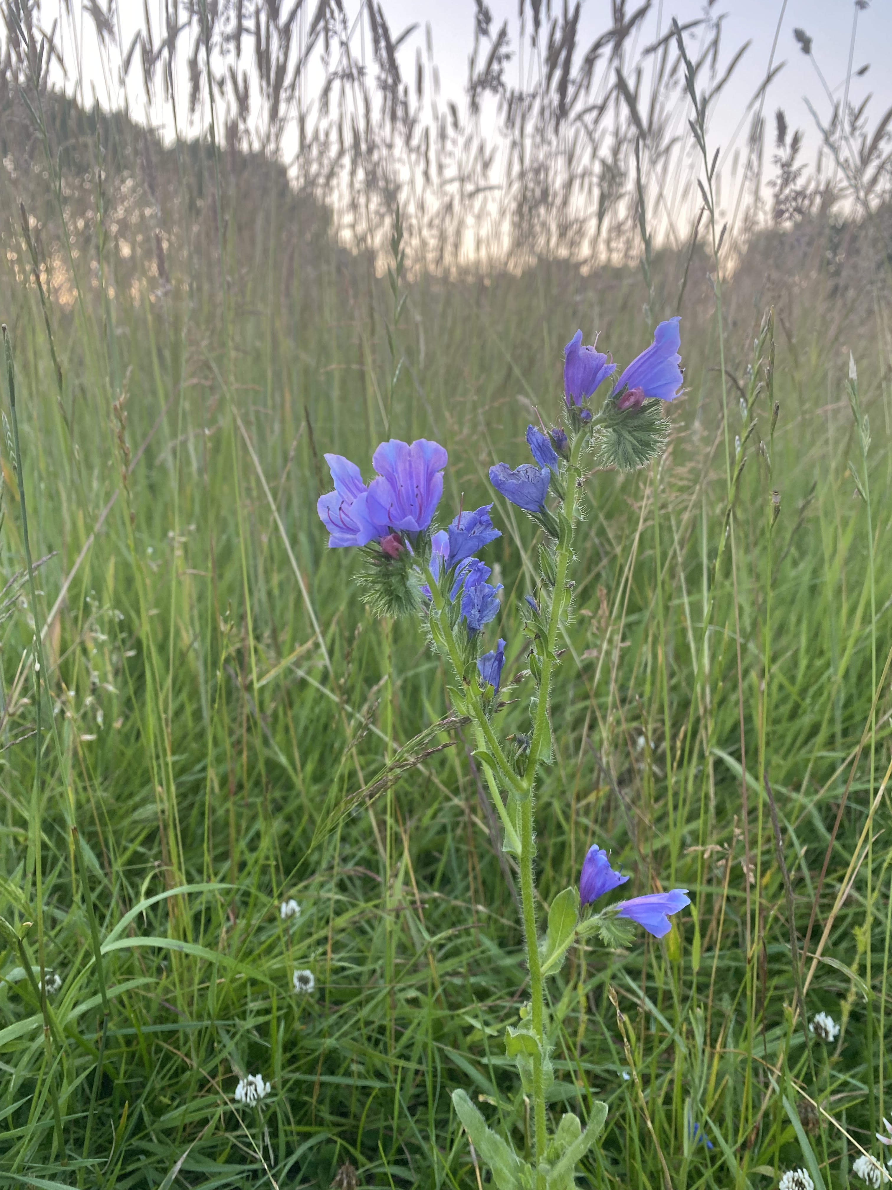 purple wildfower purple wildfower