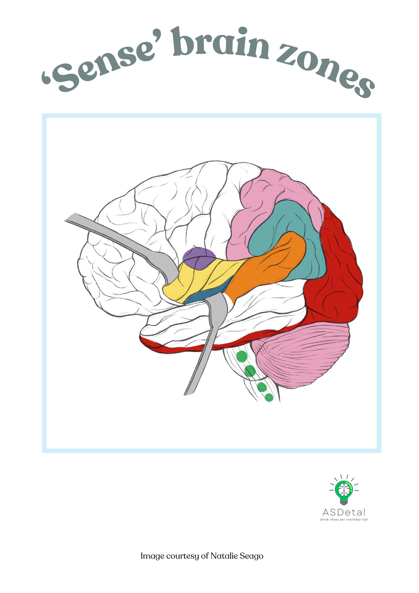 sense brain zones sense brain zones