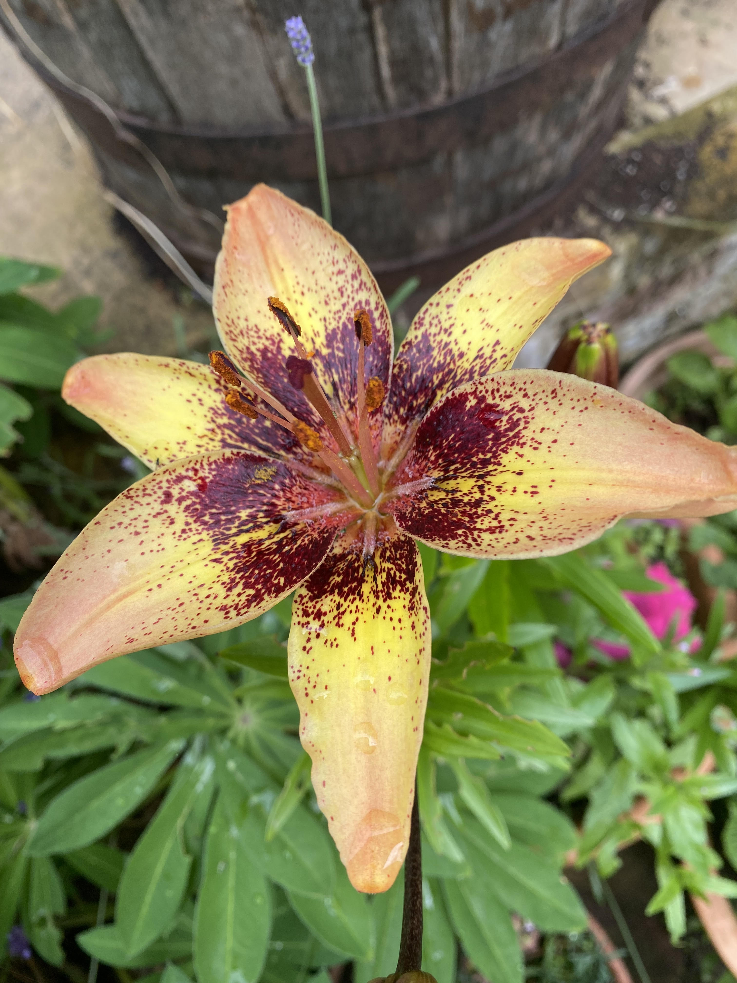 spotted lily spotted lily