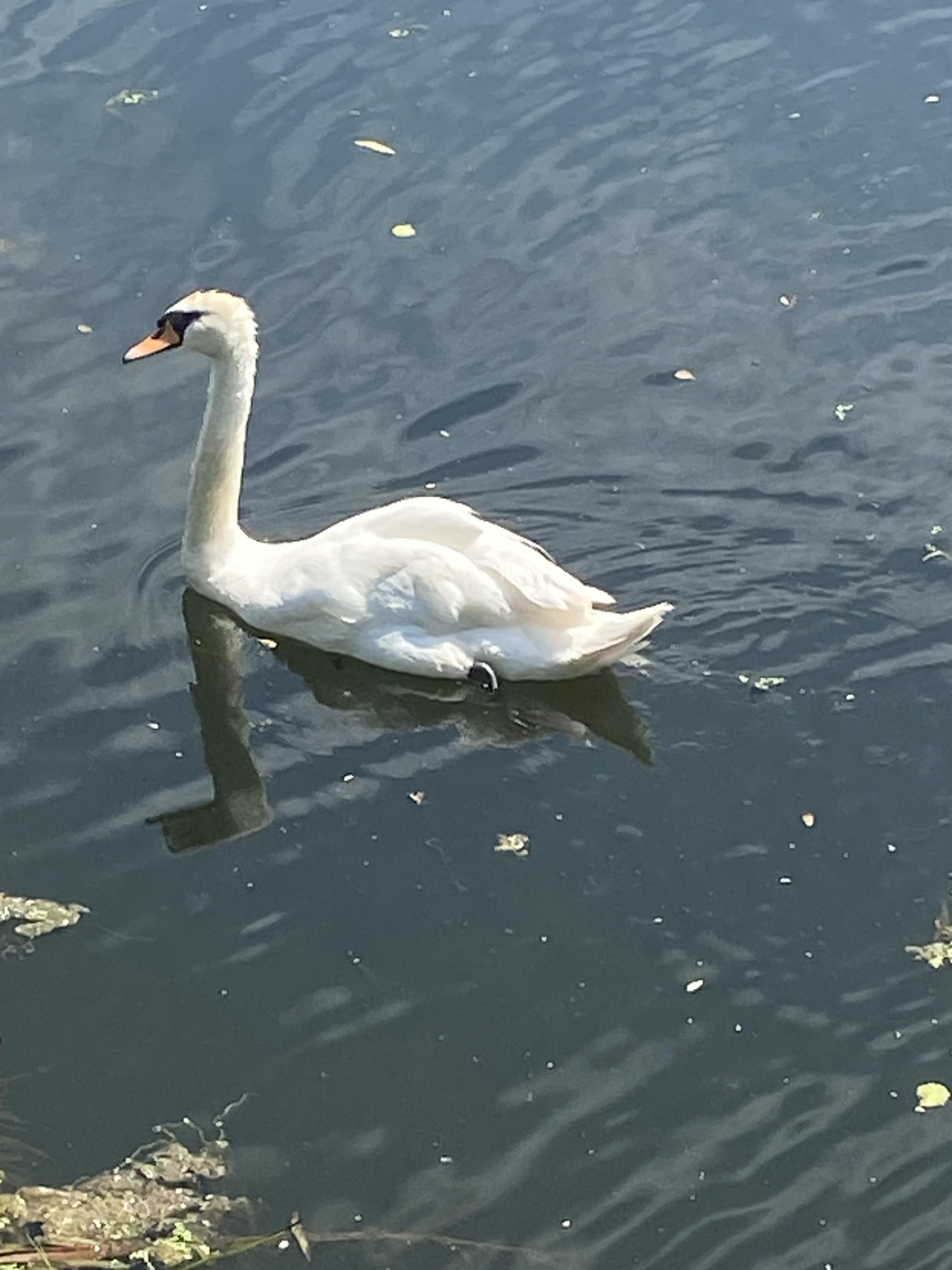 swan